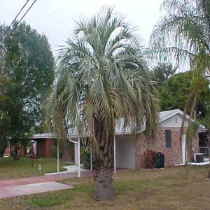 jelly palm tree
